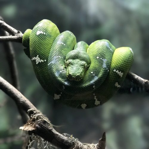 Emerald Snake