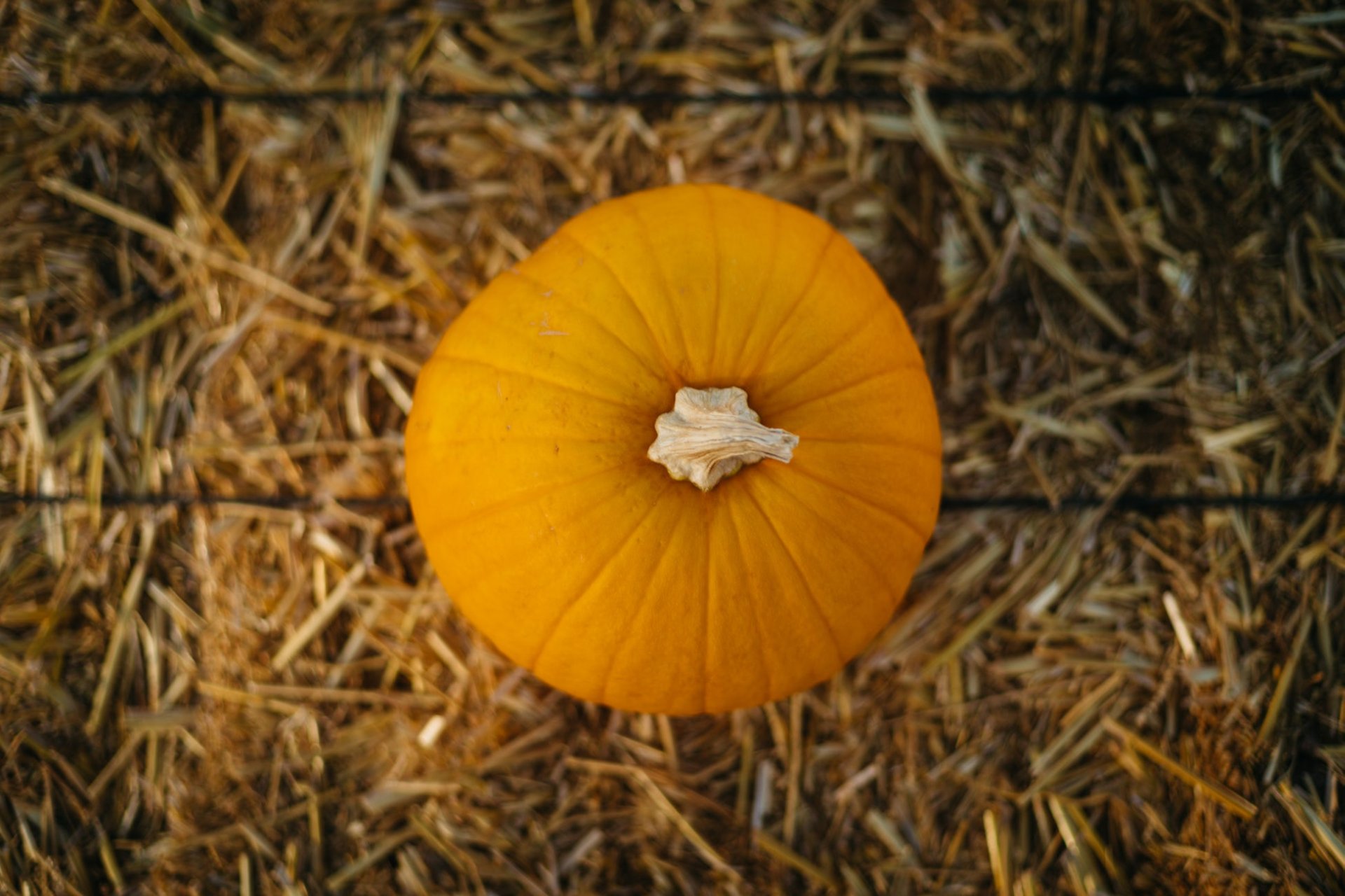 Little Pumpkin - Imagen 2